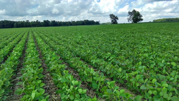 soybean crops OH