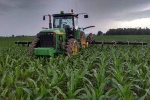 corn crops