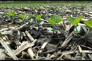 soybean crop